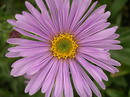Aster Alpinus